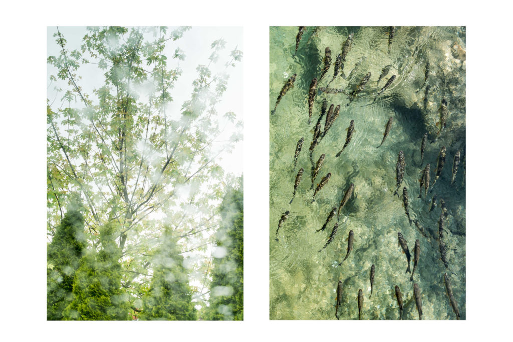 {altimage}
